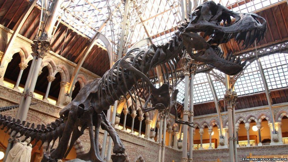 Oxford Museum of Natural History online accessible on 3DMuseum.co